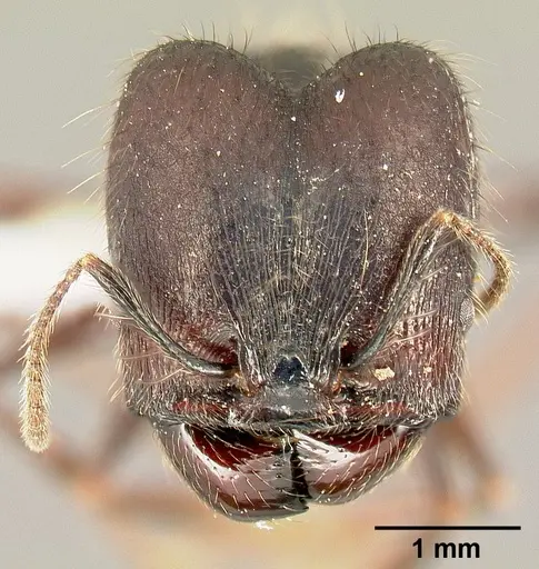 Pheidole eowilsoni specimen CASENT0608897 image casent0608897_2