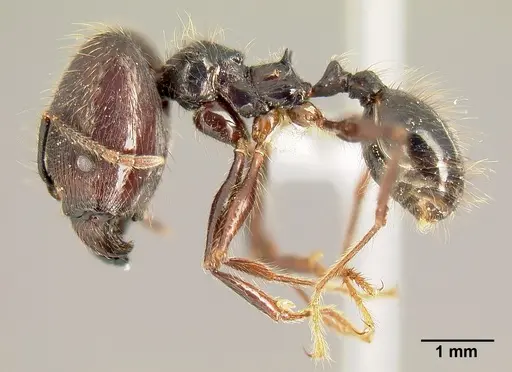 Pheidole eowilsoni specimen CASENT0608897 image casent0608897_3