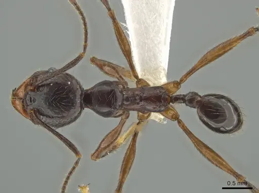 Pheidole eowilsoni specimen CASENT0619440 image casent0619440_1