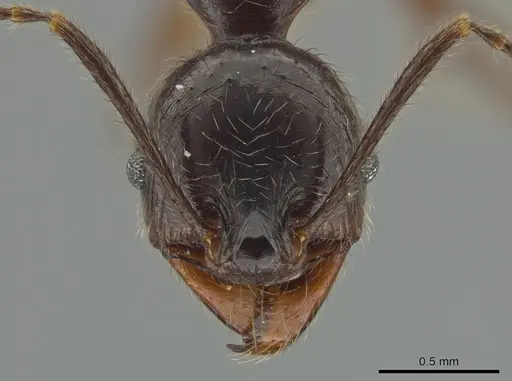 Pheidole eowilsoni specimen CASENT0619440 image casent0619440_2