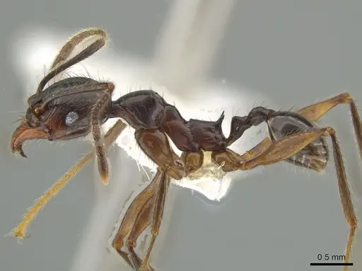 Pheidole eowilsoni specimen CASENT0619440 image casent0619440_3
