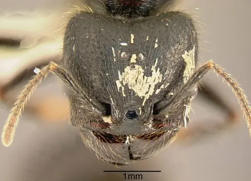 Pheidole eowilsoni specimen JTLC000003446 image jtlc000003446_1