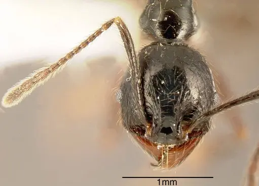 Pheidole eowilsoni specimen JTLC000003559 image jtlc000003559_1