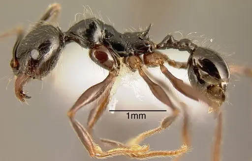 Pheidole eowilsoni specimen JTLC000003559 image jtlc000003559_2