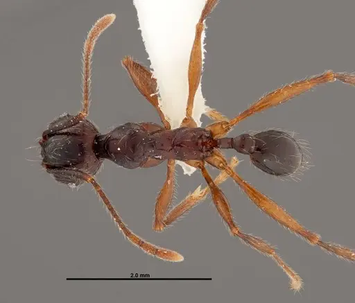 Pheidole eowilsoni specimen JTLC000007157 image jtlc000007157_1