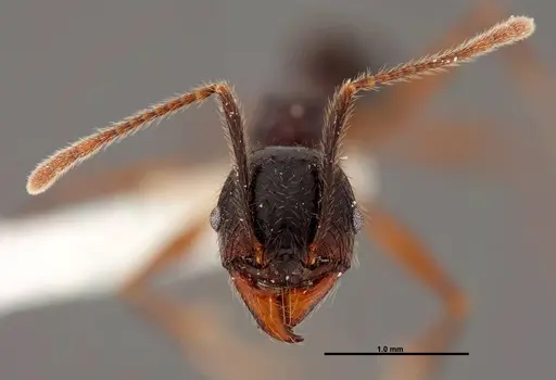 Pheidole eowilsoni specimen JTLC000007157 image jtlc000007157_2