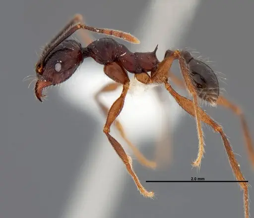 Pheidole eowilsoni specimen JTLC000007157 image jtlc000007157_3