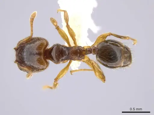 Pheidole eparmata specimen JTLC000015111 image jtlc000015111_1