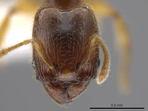 Pheidole eparmata specimen JTLC000015111 image jtlc000015111_2