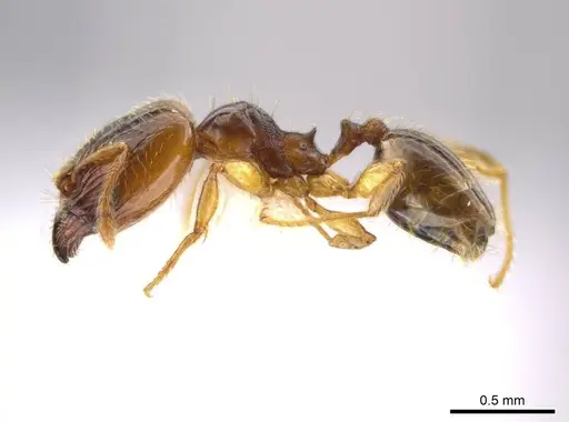 Pheidole eparmata specimen JTLC000015111 image jtlc000015111_3