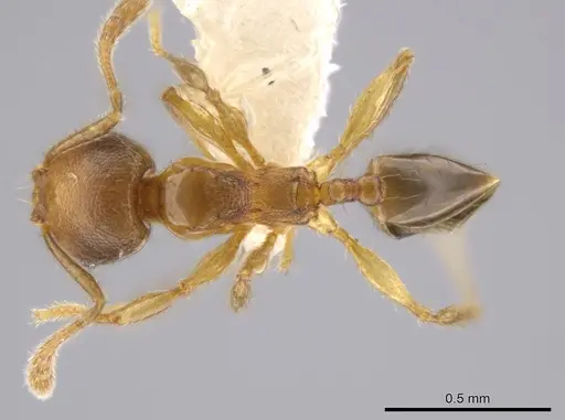 Pheidole eparmata specimen JTLC000015287 image jtlc000015287_1