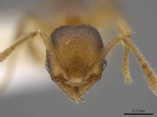 Pheidole eparmata specimen JTLC000015287 image jtlc000015287_2