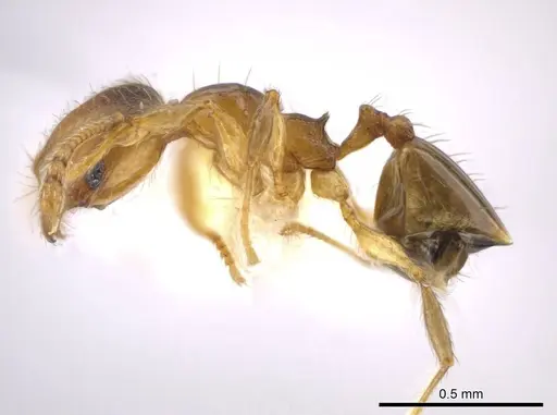 Pheidole eparmata specimen JTLC000015287 image jtlc000015287_3
