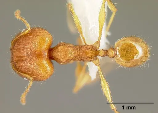 Pheidole epiphyta specimen CASENT0608898 image casent0608898_1