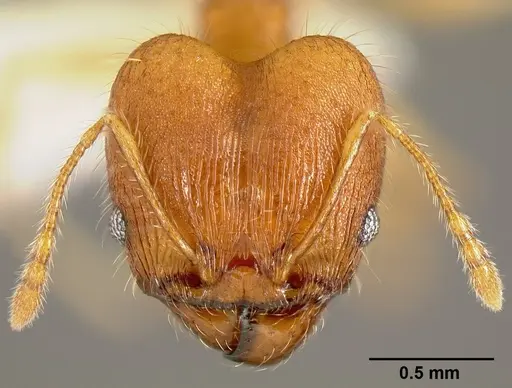 Pheidole epiphyta specimen CASENT0608898 image casent0608898_2