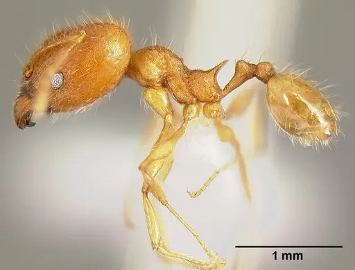 Pheidole epiphyta specimen CASENT0608898 image casent0608898_3