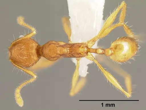 Pheidole epiphyta specimen CASENT0608899 image casent0608899_1