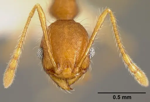Pheidole epiphyta specimen CASENT0608899 image casent0608899_2