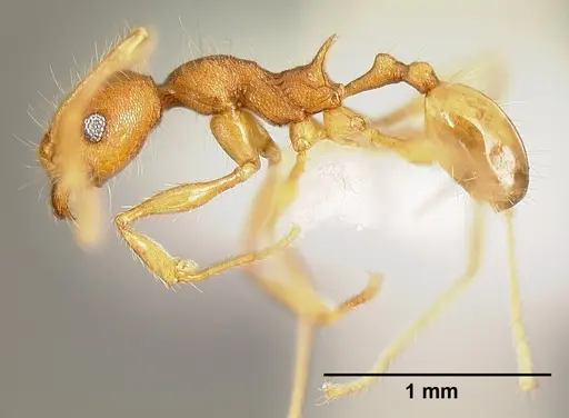 Pheidole epiphyta specimen CASENT0608899 image casent0608899_3