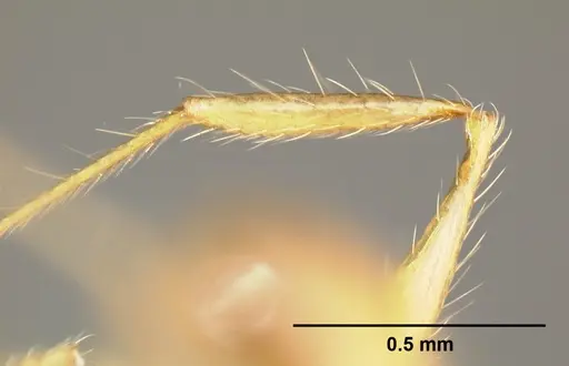 Pheidole epiphyta specimen CASENT0608899 image casent0608899_4