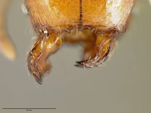Pheidole epiphyta specimen CASENT0608900 image casent0608900_1