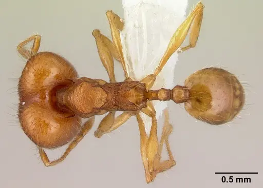 Pheidole epiphyta specimen CASENT0608905 image casent0608905_1