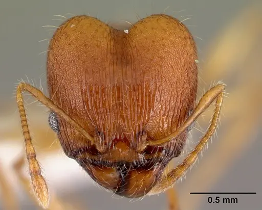 Pheidole epiphyta specimen CASENT0608905 image casent0608905_2