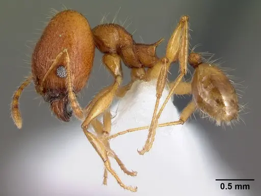 Pheidole epiphyta specimen CASENT0608905 image casent0608905_3
