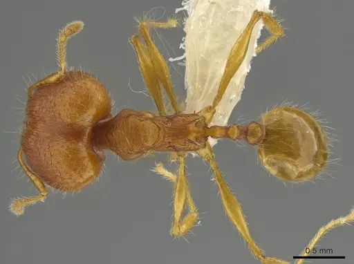 Pheidole epiphyta specimen CASENT0608909 image casent0608909_1