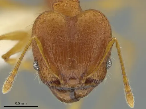 Pheidole epiphyta specimen CASENT0608909 image casent0608909_2