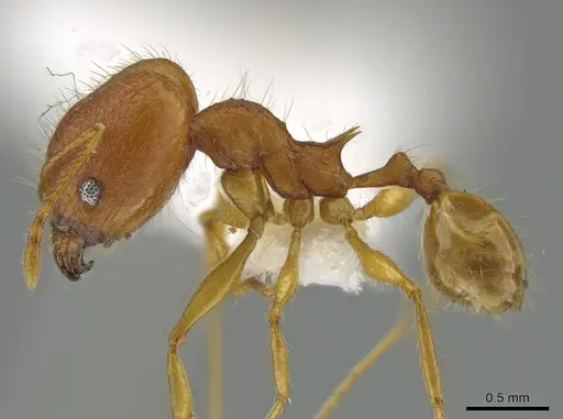 Pheidole epiphyta specimen CASENT0608909 image casent0608909_3