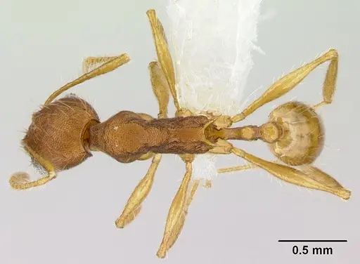 Pheidole epiphyta specimen CASENT0608921 image casent0608921_1