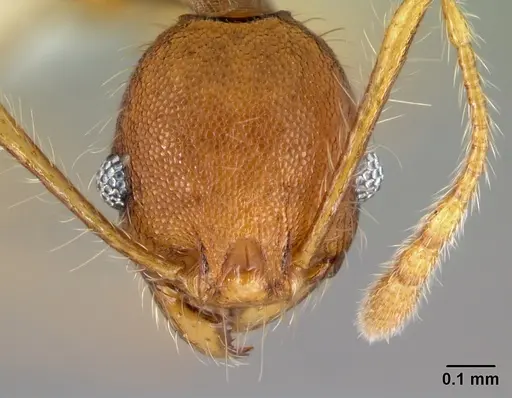 Pheidole epiphyta specimen CASENT0608921 image casent0608921_2