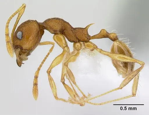 Pheidole epiphyta specimen CASENT0608921 image casent0608921_3