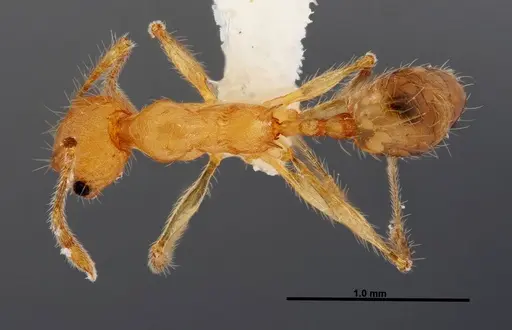 Pheidole epiphyta specimen JTLC000005405 image jtlc000005405_1