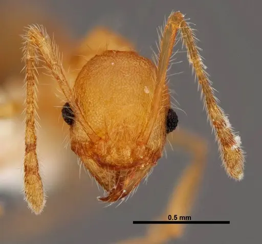 Pheidole epiphyta specimen JTLC000005405 image jtlc000005405_2