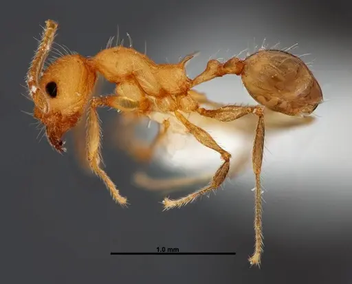 Pheidole epiphyta specimen JTLC000005405 image jtlc000005405_3