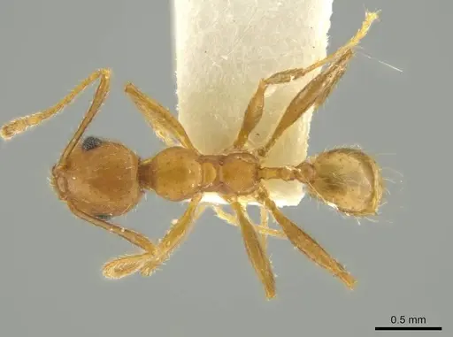 Pheidole erethizon specimen CASENT0644195 image casent0644195_1