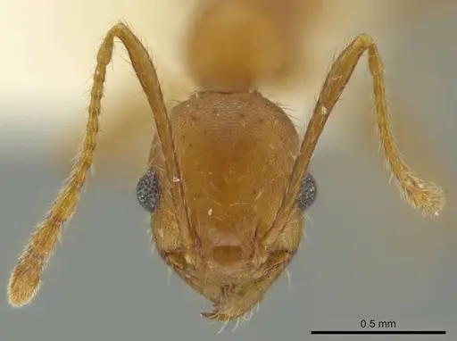 Pheidole erethizon specimen CASENT0644195 image casent0644195_2