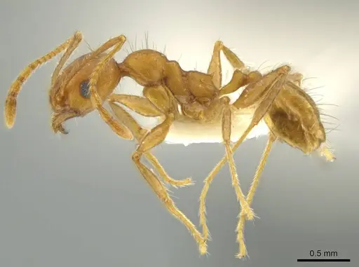Pheidole erethizon specimen CASENT0644195 image casent0644195_3