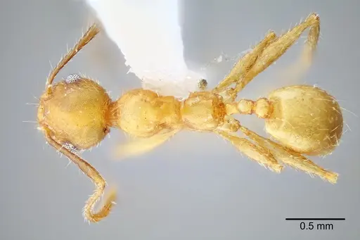 Pheidole erethizon specimen CASENT0649708 image casent0649708_1