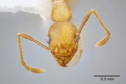 Pheidole erethizon specimen CASENT0649708 image casent0649708_2
