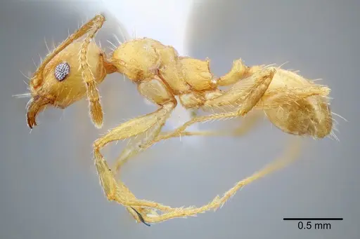 Pheidole erethizon specimen CASENT0649708 image casent0649708_3