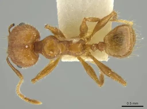 Pheidole erethizon specimen JTLC000016369 image jtlc000016369_1