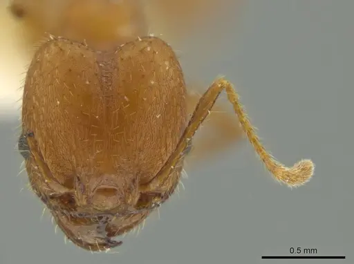 Pheidole erethizon specimen JTLC000016369 image jtlc000016369_2