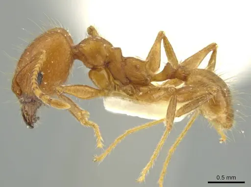 Pheidole erethizon specimen JTLC000016369 image jtlc000016369_3