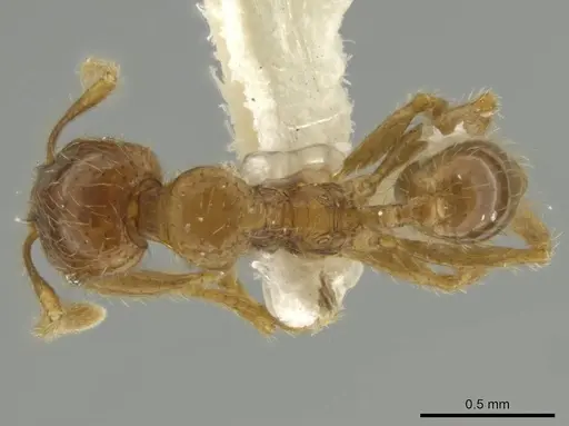 Pheidole eriophora specimen CASENT0644197 image casent0644197_1