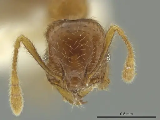 Pheidole eriophora specimen CASENT0644197 image casent0644197_2