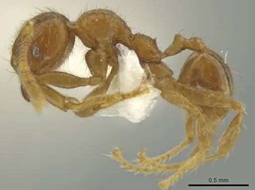 Pheidole eriophora specimen CASENT0644197 image casent0644197_3
