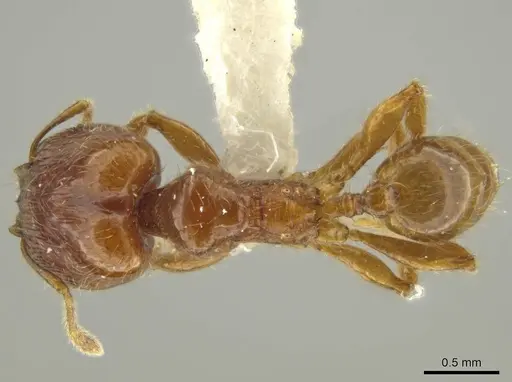 Pheidole eriophora specimen JTLC000016370 image jtlc000016370_1